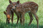 spring fawns
