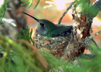 nesting hummingbird