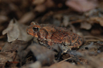 woodland toad