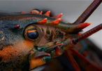 lobster face